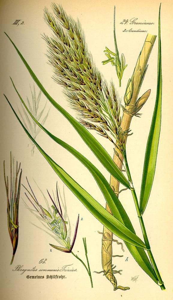 Phragmites australis, Public domain, via Wikimedia Commons; Original book source: Prof. Dr. Otto Wilhelm Thomé Flora von Deutschland, Österreich und der Schweiz 1885, Gera, Germany